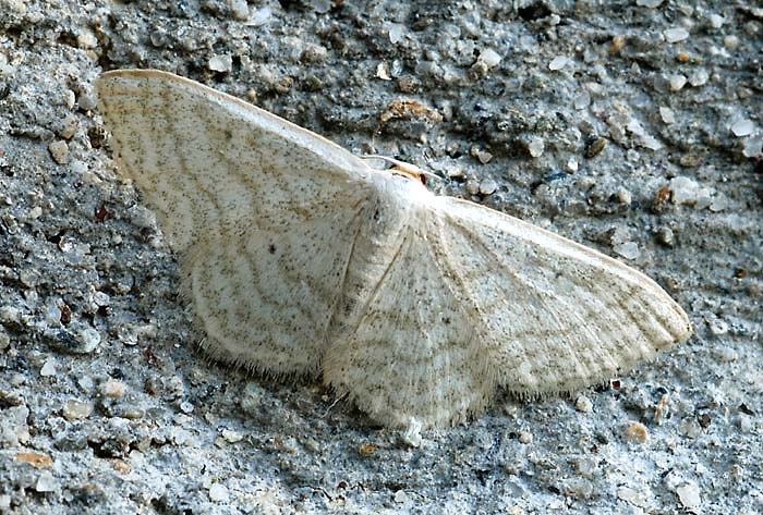 Idaea subsericeata ?